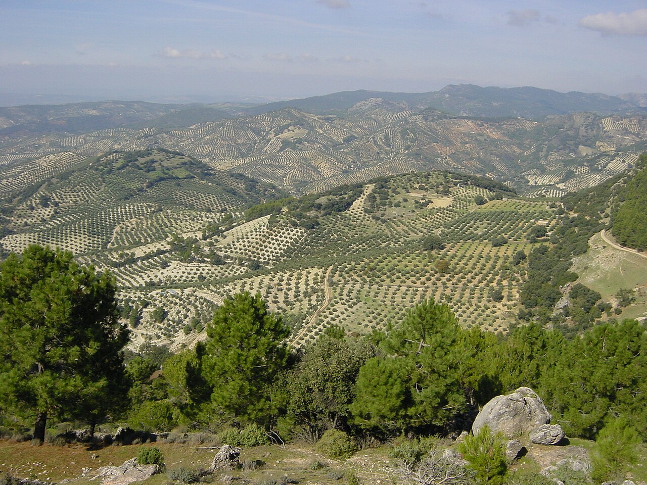Olivares_en_Jaén